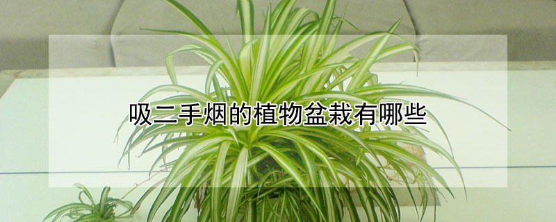 吸二手烟的植物盆栽有哪些 吸二手烟的植物盆栽有哪些 鱼