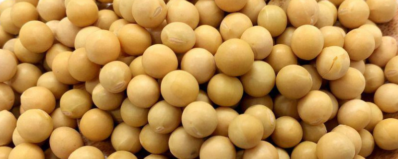 炒熟的黄豆怎么施肥 炒熟黄豆怎么给花施肥