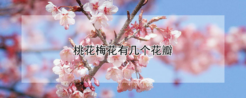 桃花梅花有几个花瓣（桃花和梅花花瓣）