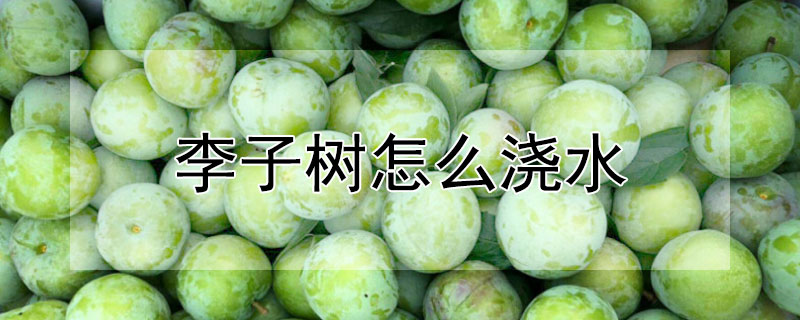 李子树怎么浇水（李子树怎么浇水好）