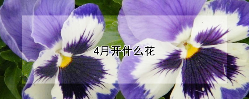 4月开什么花 4月开什么花和5月开什么花?
