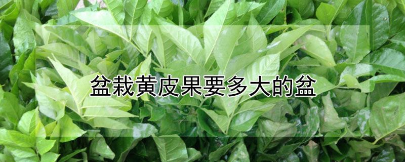 盆栽黄皮果要多大的盆（黄皮果什么时候种植好）