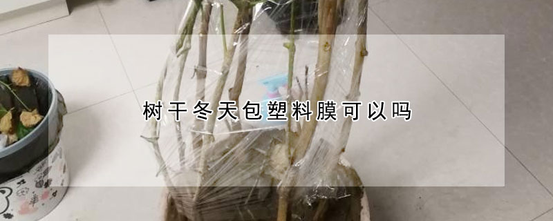 树干冬天包塑料膜可以吗（树干冬季缠塑料膜）