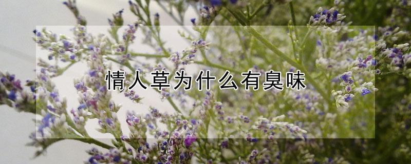 情人草为什么有臭味（情人草为什么有臭味儿）