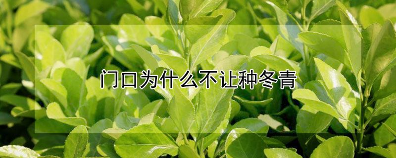 门口为什么不让种冬青（门口为什么不让种冬青树）