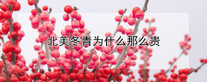 北美冬青为什么那么贵 北美冬青前景怎么样