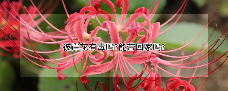 彼岸花有毒吗?能带回家吗? 彼岸花有毒吗能带回家吗