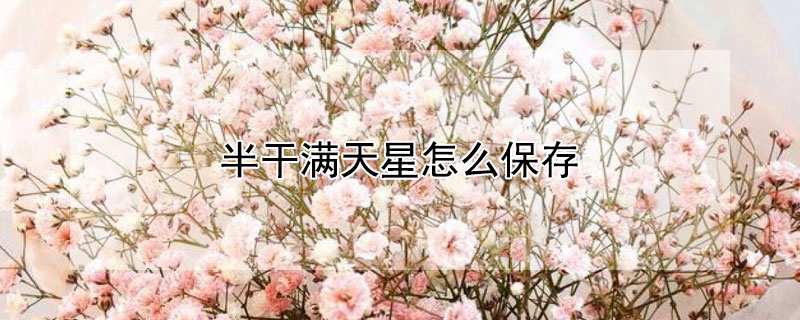 半干满天星怎么保存 满天星半干花怎么保存