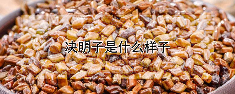 决明子是什么样子 决明子是什么样子的植物