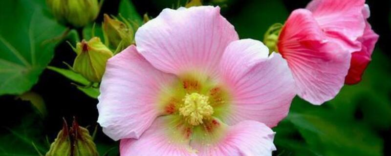 小木槿黑杆怎么办 小木槿花黑杆