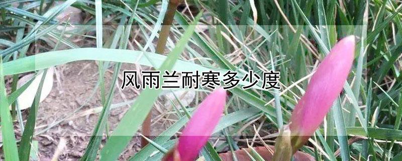 风雨兰耐寒多少度（风雨兰耐寒几度）
