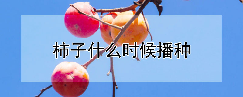 柿子什么时候播种（柿子什么时候播种合适）