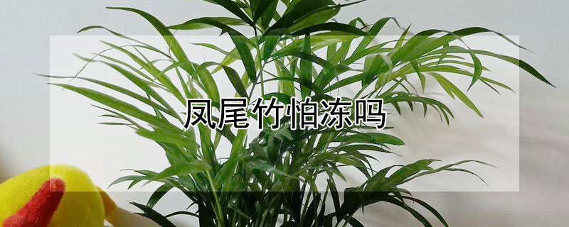 凤尾竹怕冻吗（凤尾竹怕冻吗?怎么过冬）