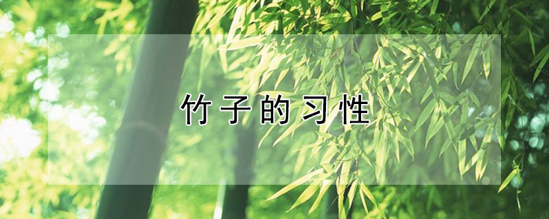 竹子的习性 竹子的性状