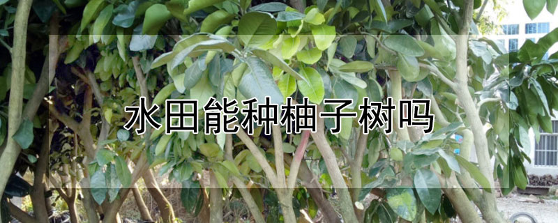 水田能种柚子树吗 家里能不能种柚子树