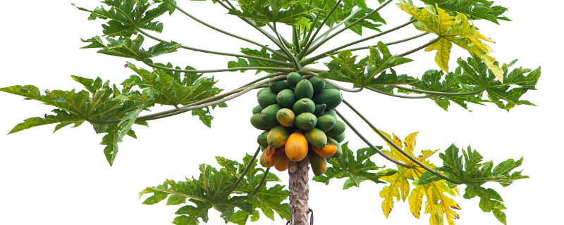 木瓜树的养护管理（木瓜树的养护管理与管理）