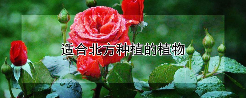 适合北方种植的植物（适合北方种植的植物）