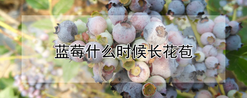 蓝莓什么时候长花苞 蓝莓几月份长花苞