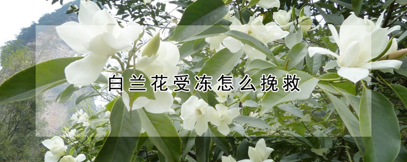 白兰花受冻怎么挽救 白兰花冻伤了怎么办