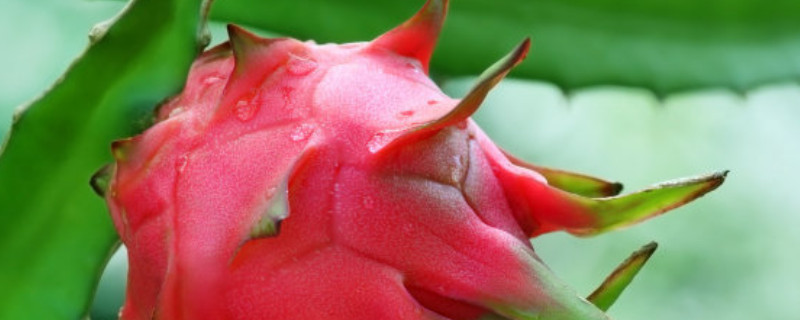 火龙果里面有白色的芽（火龙果里面有白色的芽吃了会怎么样）