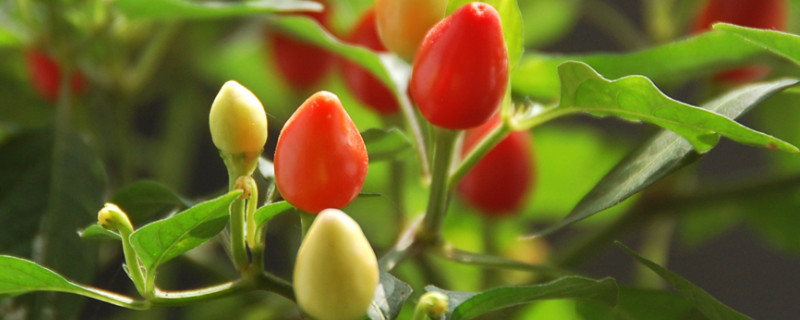 五彩甜椒种植方法时间（五彩甜椒多久能采收）