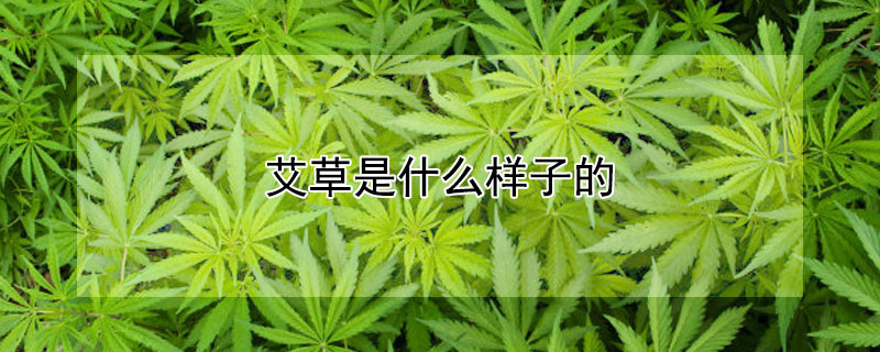 艾草是什么样子的 艾草是什么样子的图片