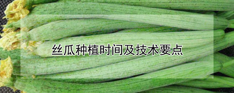 丝瓜种植时间及技术要点（大棚丝瓜种植时间及技术要点）
