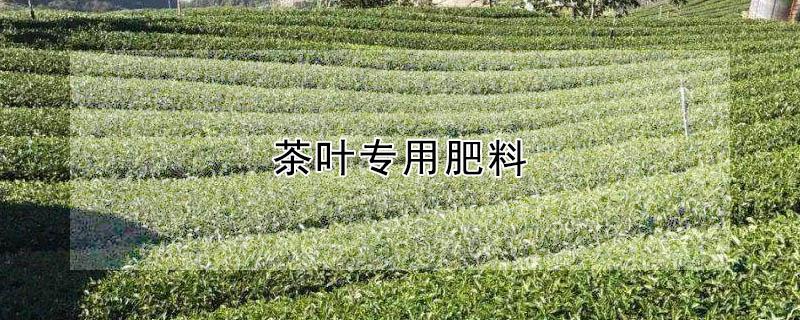 茶叶专用肥料（茶叶专用肥料国家标准）