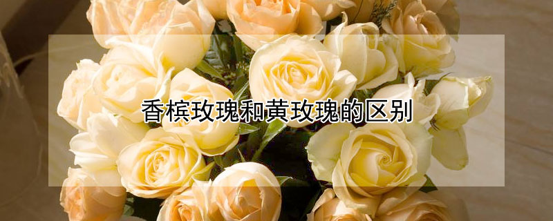香槟玫瑰和黄玫瑰的区别（香槟玫瑰和黄色玫瑰的区别）
