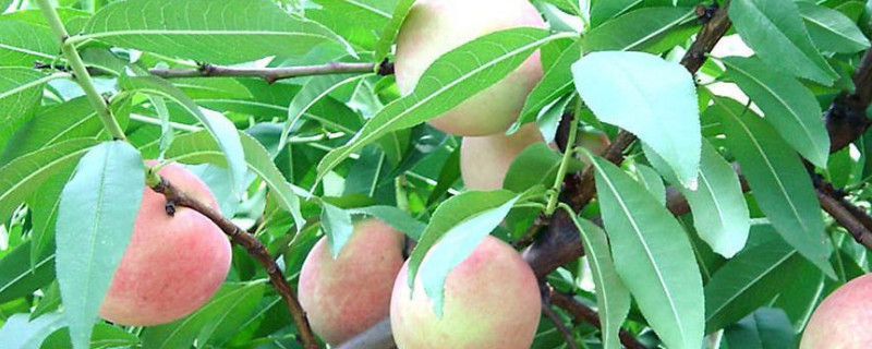 桃树修剪时间和方法（冬季桃树修剪时间和方法）