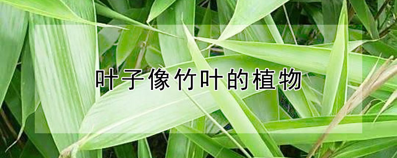 叶子像竹叶的植物（叶子像竹叶的植物叫什么）