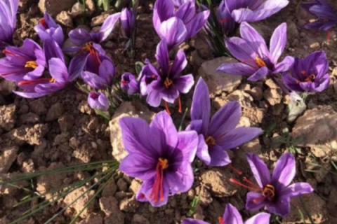 藏红花种子什么时候种