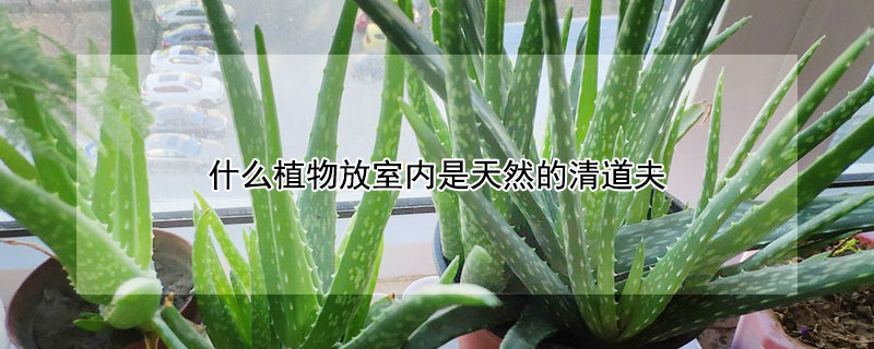 什么植物放室内是天然的清道夫（什么植物放在室内是天然的清道夫）