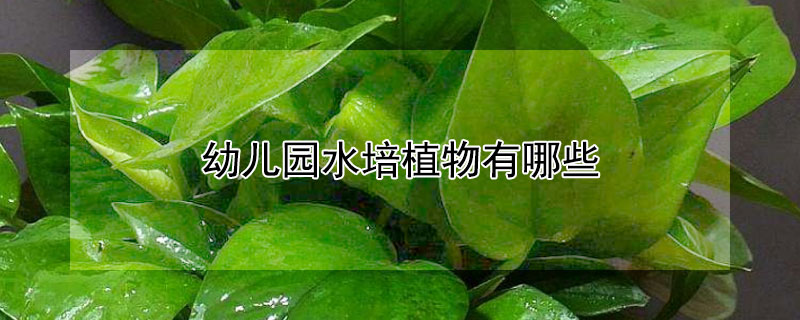幼儿园水培植物有哪些（幼儿园水培植物有哪些 自然角）