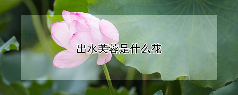 出水芙蓉是什么花（出水芙蓉是什么花图片）