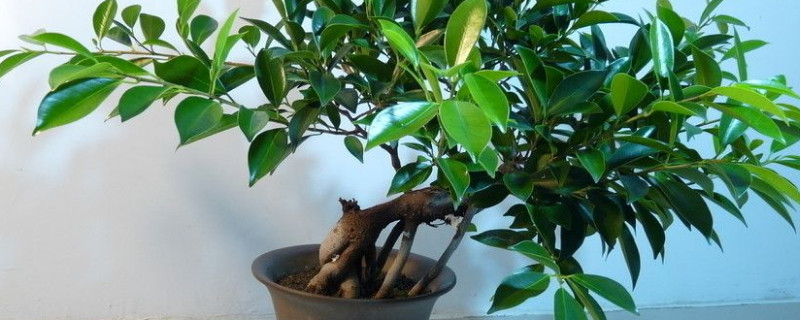 虎皮榕修剪方法 虎皮榕修剪方法和技巧