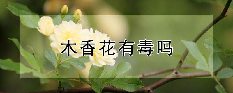 木香花有毒吗 木香花有毒吗可以放在卧室不