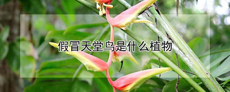 假冒天堂鸟是什么植物 天堂鸟植物为什么叫天堂鸟