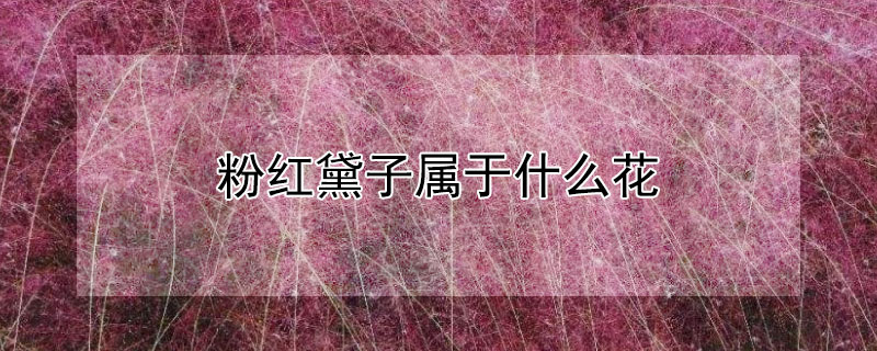 粉红黛子属于什么花 粉黛属于花吗