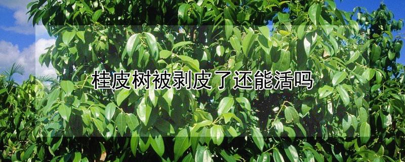 桂皮树被剥皮了还能活吗 桂皮树被剥皮了还能活吗图片