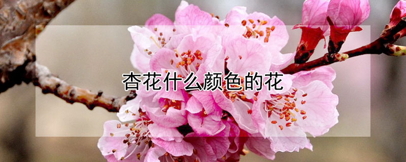杏花什么颜色的花 杏花的颜色有什么