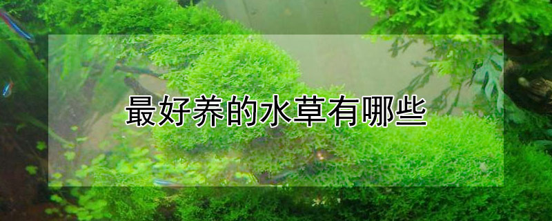 最好养的水草有哪些 最好养的水草有哪些图片