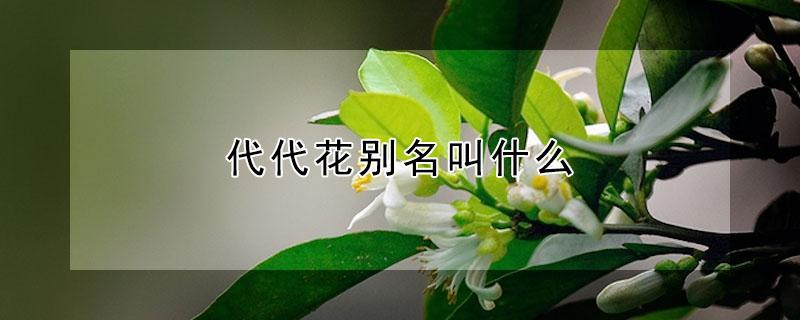 代代花别名叫什么 代代花是什么植物的花