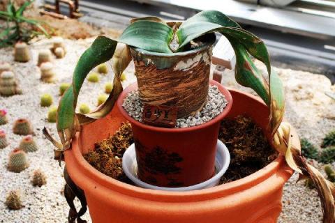 植物界超级寿星是什么