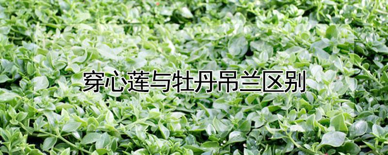 穿心莲与牡丹吊兰区别（穿心莲与牡丹吊兰区别图）