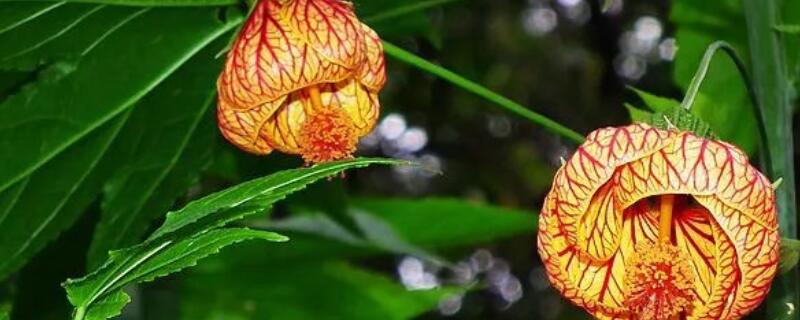 悬铃花有什么功效 铃铛花的功效与作用