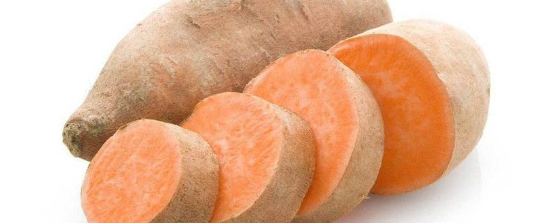 地瓜的种植与栽培技术（地瓜的种植技术与管理）