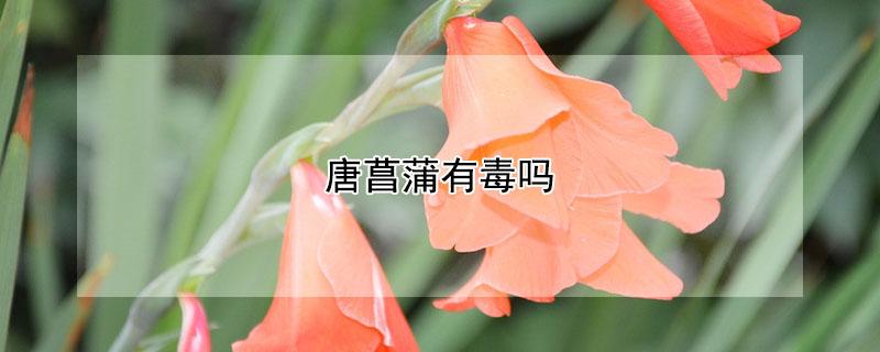 唐菖蒲有毒吗（唐菖蒲有什么作用）