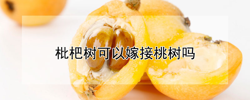 枇杷树可以嫁接桃树吗 枇杷树可以嫁接桃树吗?