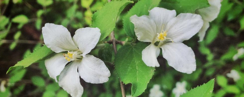 宿迁小白花和蔷薇区别 宿迁小白花特点